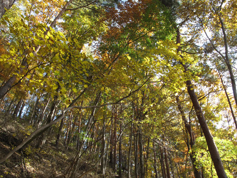 20161117hike (63)